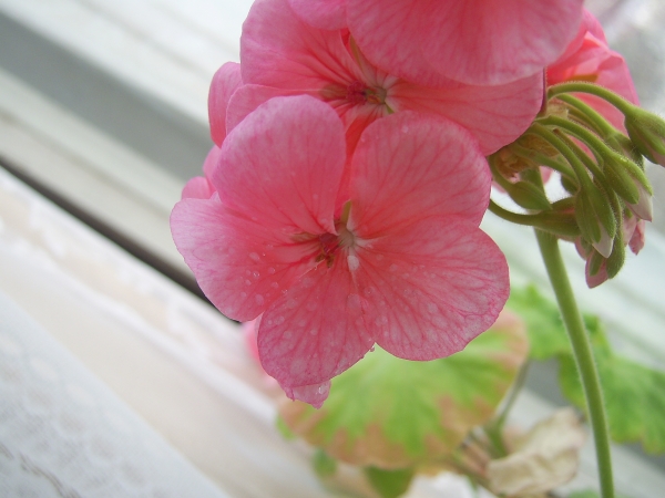 Creation of spring - flowers and cat: Step 1